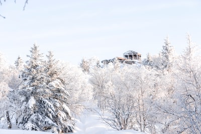 白天被白雪覆盖的树木包围的棕色木屋